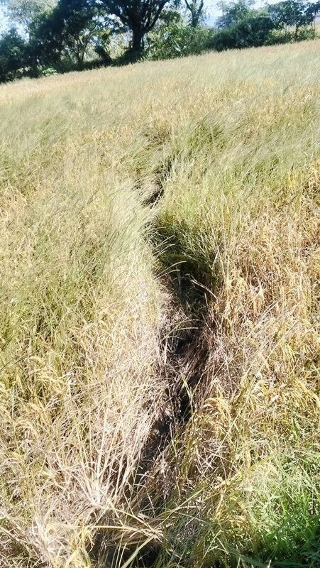 Cánh đồng gần ngôi chùa bỗng có hiện tượng lạ, dân làng đổ xô đến xem Ảnh 2