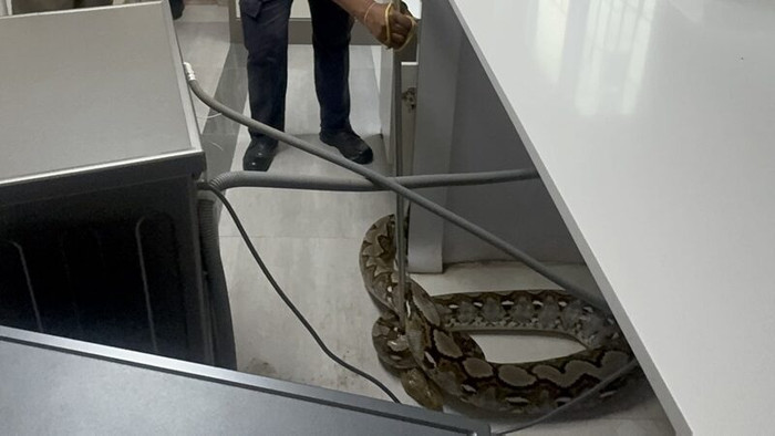 Con 'quái vật' bất ngờ đánh thủng trần nhà, nuốt chửng con mèo khiến chủ nhà sửng sốt Ảnh 5