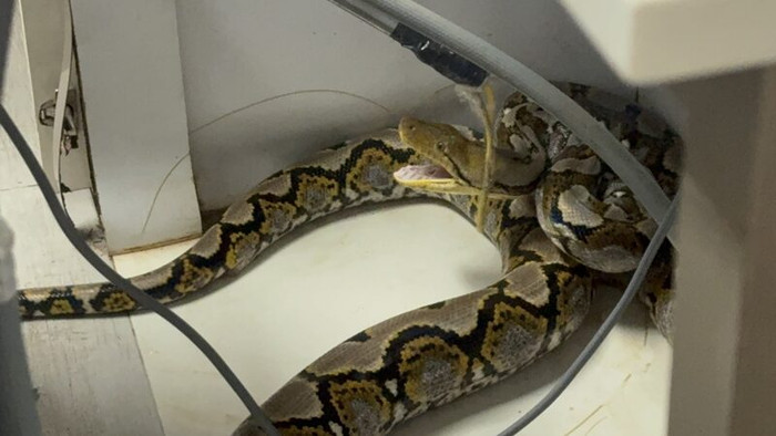 Con 'quái vật' bất ngờ đánh thủng trần nhà, nuốt chửng con mèo khiến chủ nhà sửng sốt Ảnh 4