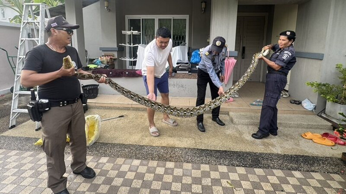 Con 'quái vật' bất ngờ đánh thủng trần nhà, nuốt chửng con mèo khiến chủ nhà sửng sốt Ảnh 3