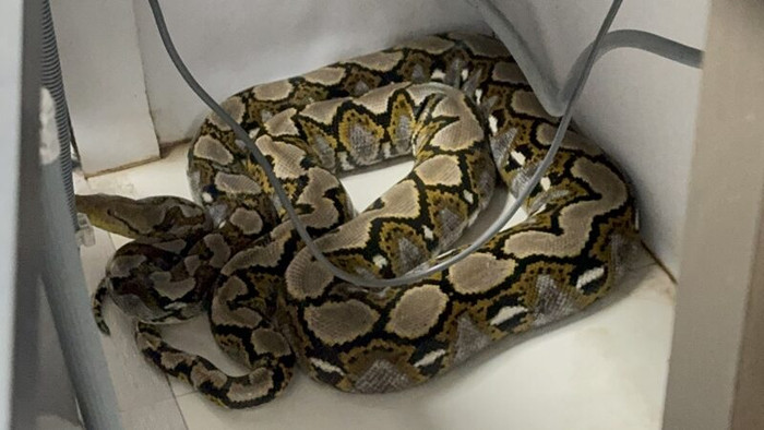 Con 'quái vật' bất ngờ đánh thủng trần nhà, nuốt chửng con mèo khiến chủ nhà sửng sốt Ảnh 2