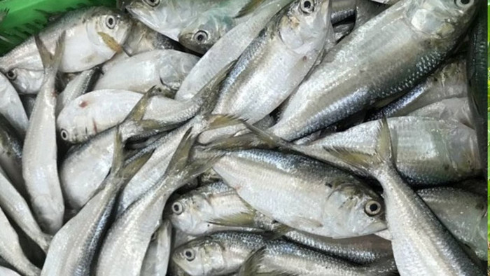 Cá mòi có nhiều lợi ích cho sức khỏe nếu ăn thường xuyên. (Ảnh minh họa từ Internet)