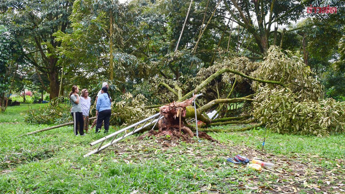 Gió mạnh khiến cây sầu riêng khổng lồ đổ sập đè trúng nam công nhân, hiện trường gây đau lòng Ảnh 1
