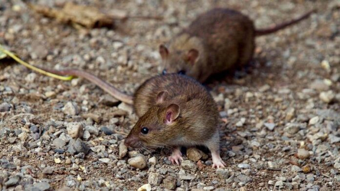 Ăn 50 con chuột trong một tháng, người phụ nữ giảm 14 ký Ảnh 4