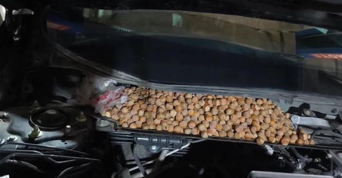 Nghe tiếng động lạ dưới gầm xe hơi, người đàn ông sửng sốt sau khi kiểm tra Ảnh 3