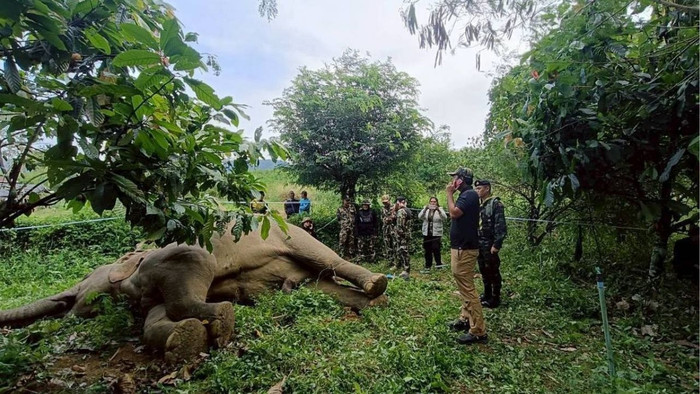 Con thú lớn bị điện giật chết trong vườn, người dân xôn xao đến xem Ảnh 1