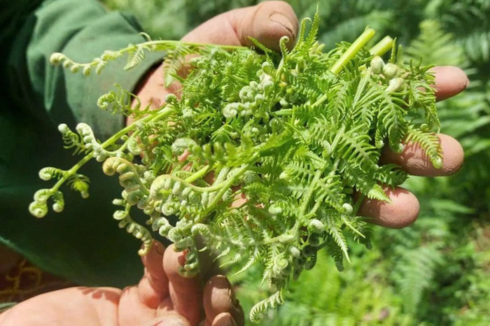 Rau dớn được cho là tốt cho sức khỏe. (Ảnh minh họa từ Internet)