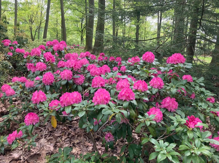 Tất cả bộ phận của cây đều chứa grayanotoxin, một hợp chất có thể khiến người hoặc vật nuôi bị nôn ói, tiết nhiều nước bọt, rơi vào trạng thái lơ mơ. (Ảnh minh họa từ Internet)