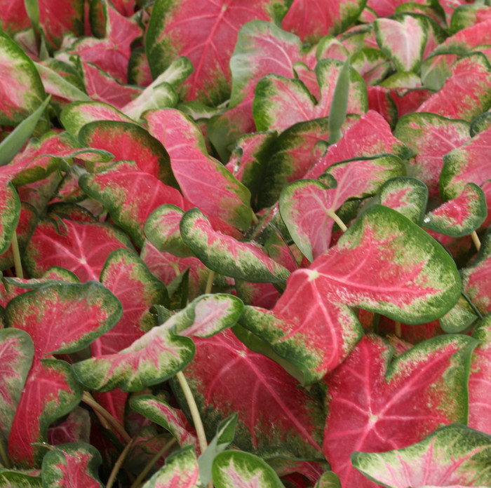 Bên trong mô lá chứa các tinh thể oxalat canxi không hòa tan, có thể khiến vật nuôi bị bỏng rát miệng, sưng môi và lưỡi, nôn mửa khi cắn phải.&nbsp;(Ảnh minh họa từ Internet)