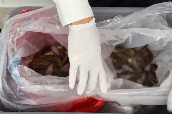 Thấy nữ du khách đi qua hải quan với dáng vẻ kỳ lạ, cán bộ sốc nặng sau khi vén váy để kiểm tra Ảnh 4