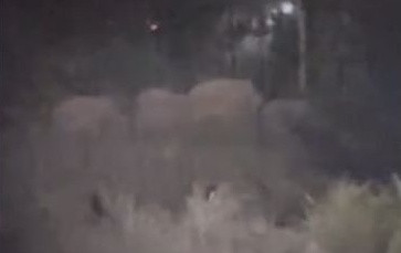 Hàng chục sinh vật khổng lồ băng qua khu rừng trong đêm, cảnh tượng gây hoang mang Ảnh 1