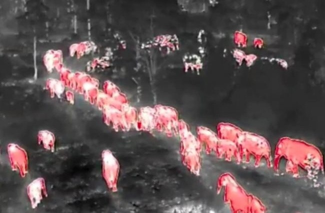 Hàng chục sinh vật khổng lồ băng qua khu rừng trong đêm, cảnh tượng gây hoang mang Ảnh 2