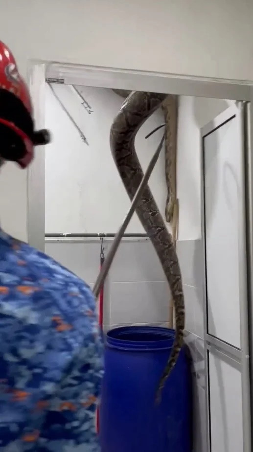 Con trăn nặng 60kg xuất hiện trong phòng tắm, ngoe nguẩy làm sập trần khiến cả gia đình hoảng loạn Ảnh 3