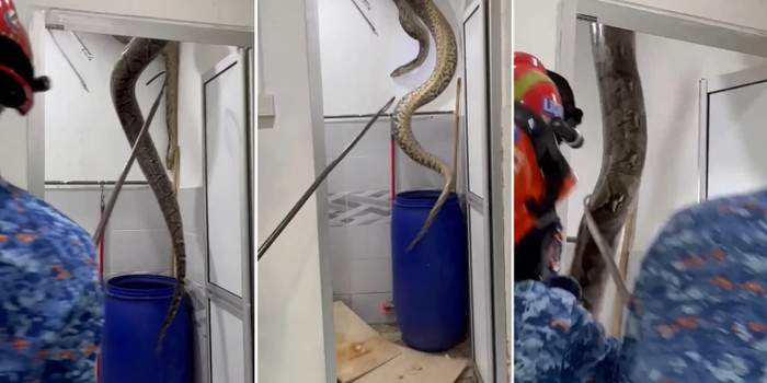 Con trăn nặng 60kg xuất hiện trong phòng tắm, ngoe nguẩy làm sập trần khiến cả gia đình hoảng loạn Ảnh 1