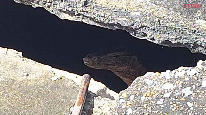 Ngửi thấy mùi hôi thối ở bãi đậu xe, người dân kiểm tra thì thấy cảnh tượng bàng hoàng Ảnh 4