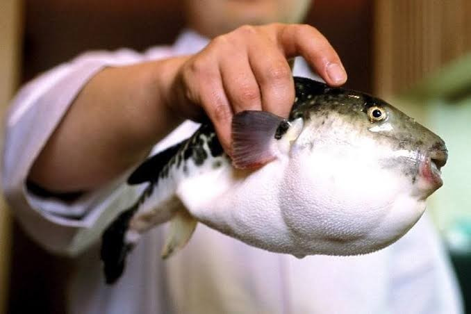 Độc tố của loại cá này chủ yếu tập trung tại gan, trứng, da và mang cá; một phần nhỏ hiện diện trong thịt. (Ảnh minh họa từ The Guardian)