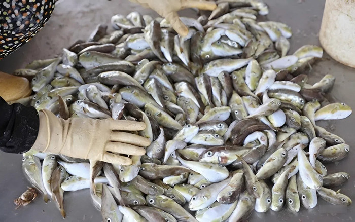 Cá nóc được cho là chứa chất cực độc, nguy cơ cao gây tử vong nếu ăn phải. (Ảnh minh họa từ Internet)