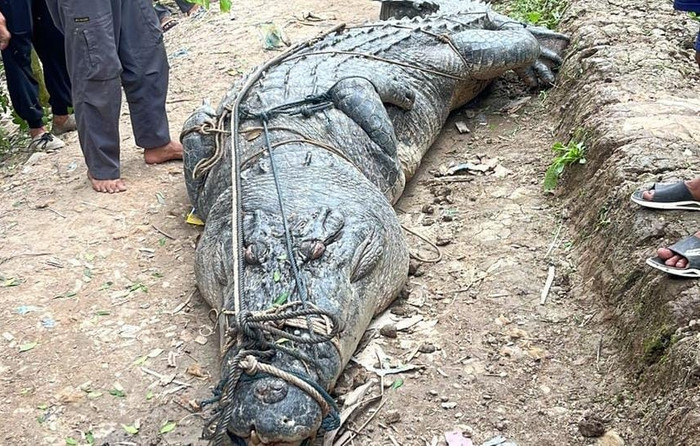 Người dân bắt được con cá sấu 'quái vật' dưới sông, trọng lượng lớn đến mức khó tin Ảnh 2