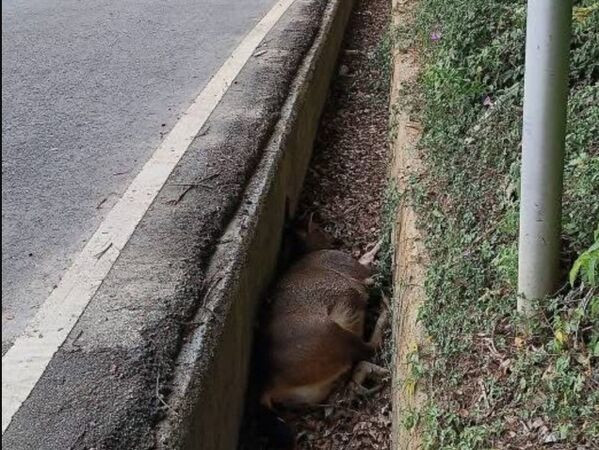 Phát hiện xác con vật nặng hơn 100kg chết bất thường trong mương nước, người dân bất an Ảnh 1