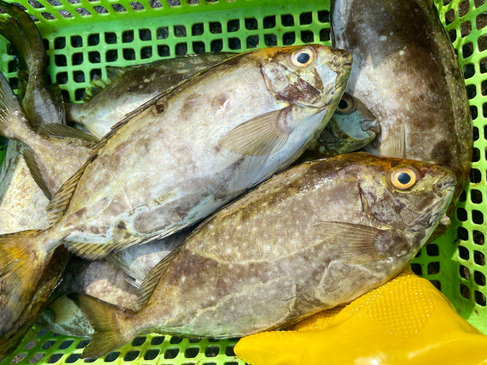 Cá dò được xem là một trong những đặc sản của biển miền Trung. (Ảnh minh họa từ Internet)