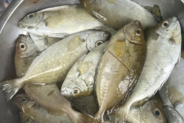 Cá dò có vị ngọt tự nhiên, ít tanh hơn nhiều loại cá biển khác. (Ảnh minh họa từ Internet)