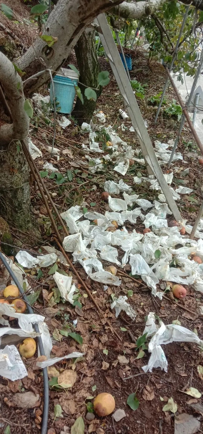 Vườn táo bị phá hoại thành đống đổ nát khiến nông dân điêu đứng, danh tính 'thủ phạm' gây xôn xao Ảnh 4