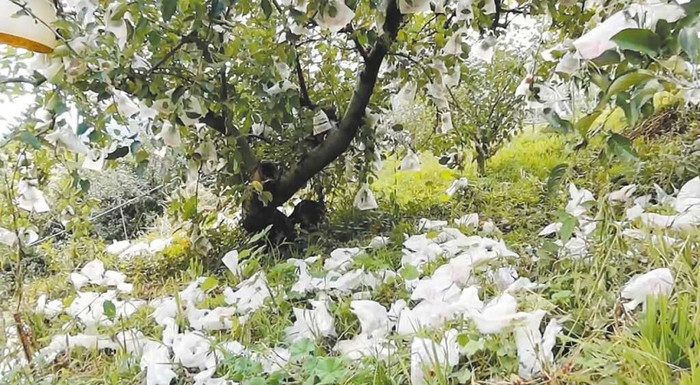 Vườn táo bị phá hoại thành đống đổ nát khiến nông dân điêu đứng, danh tính 'thủ phạm' gây xôn xao Ảnh 2