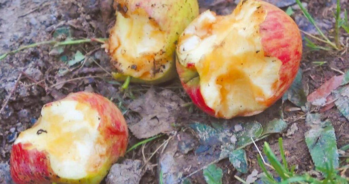 Vườn táo bị phá hoại thành đống đổ nát khiến nông dân điêu đứng, danh tính 'thủ phạm' gây xôn xao Ảnh 1