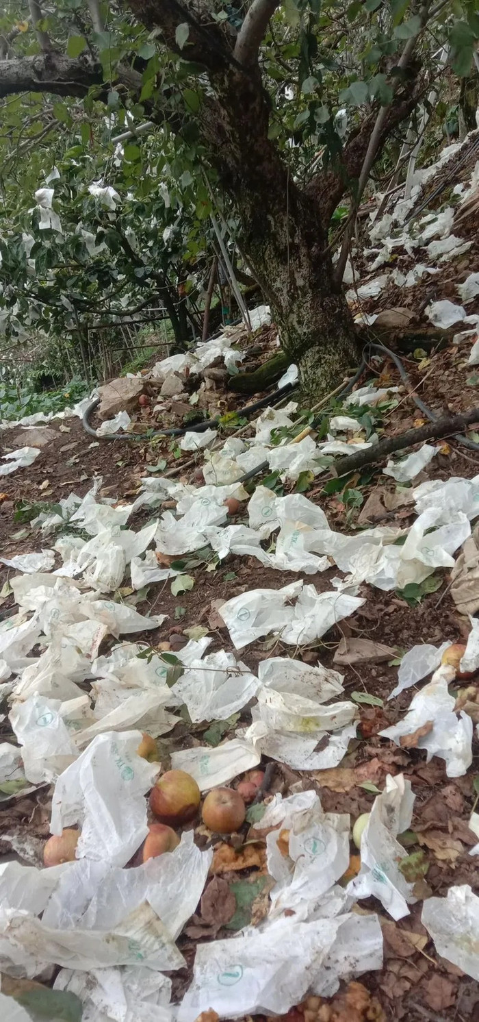 Vườn táo bị phá hoại thành đống đổ nát khiến nông dân điêu đứng, danh tính 'thủ phạm' gây xôn xao Ảnh 3