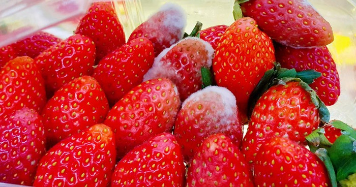 Khi phát hiện trái cây bị nấm mốc, lời khuyên là nên bỏ ngay thay vì tiếc rồi ăn. (Ảnh minh họa từ Internet)