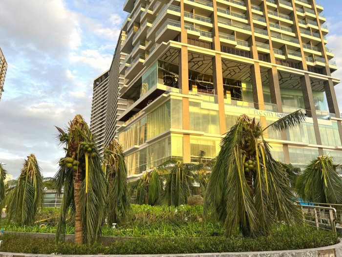 Những ngọn cây dừa gãy đôi do bị gió quật. Ảnh: Tiền Phong