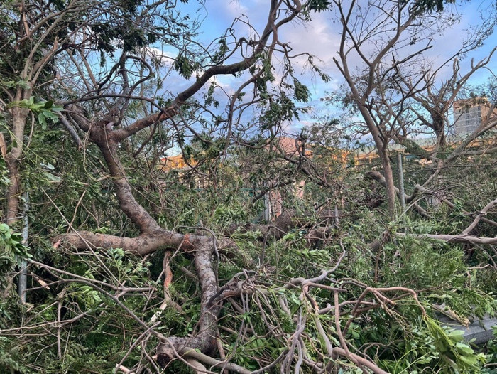Cành cây bị ngã sau bão. Ảnh: Tiền Phong