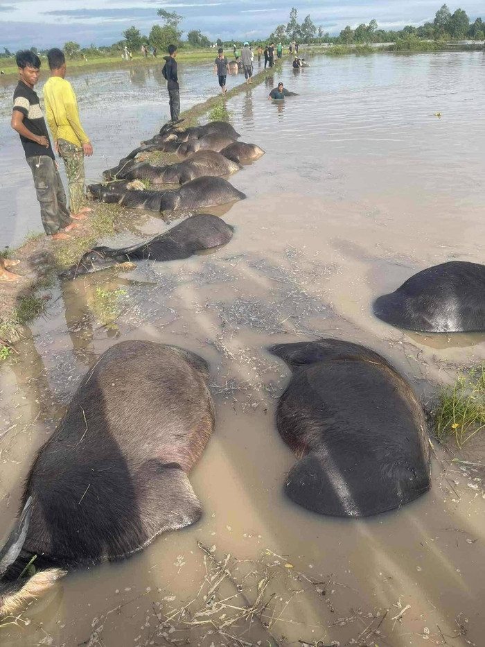 23 con trâu của 7 hộ dân ở Đắk Lắk bị chết do ngạt nước sau bão số 13. Số trâu này có thể xem là cả gia tài của bà con nơi đây.