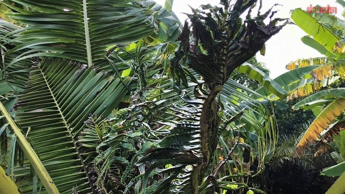 Cây dừa bỗng có hiện tượng kỳ lạ, người dân ùn ùn kéo nhau đến xem Ảnh 1