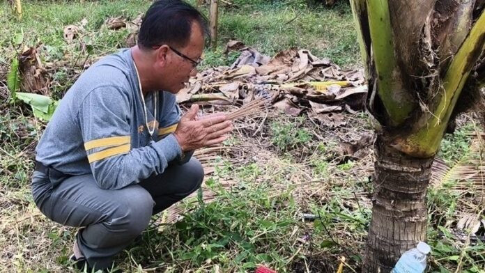 Cây dừa bỗng có hiện tượng kỳ lạ, người dân ùn ùn kéo nhau đến xem Ảnh 3