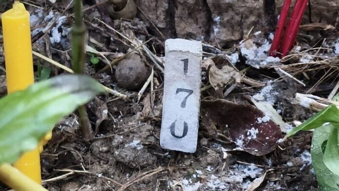 Cây dừa bỗng có hiện tượng kỳ lạ, người dân ùn ùn kéo nhau đến xem Ảnh 4