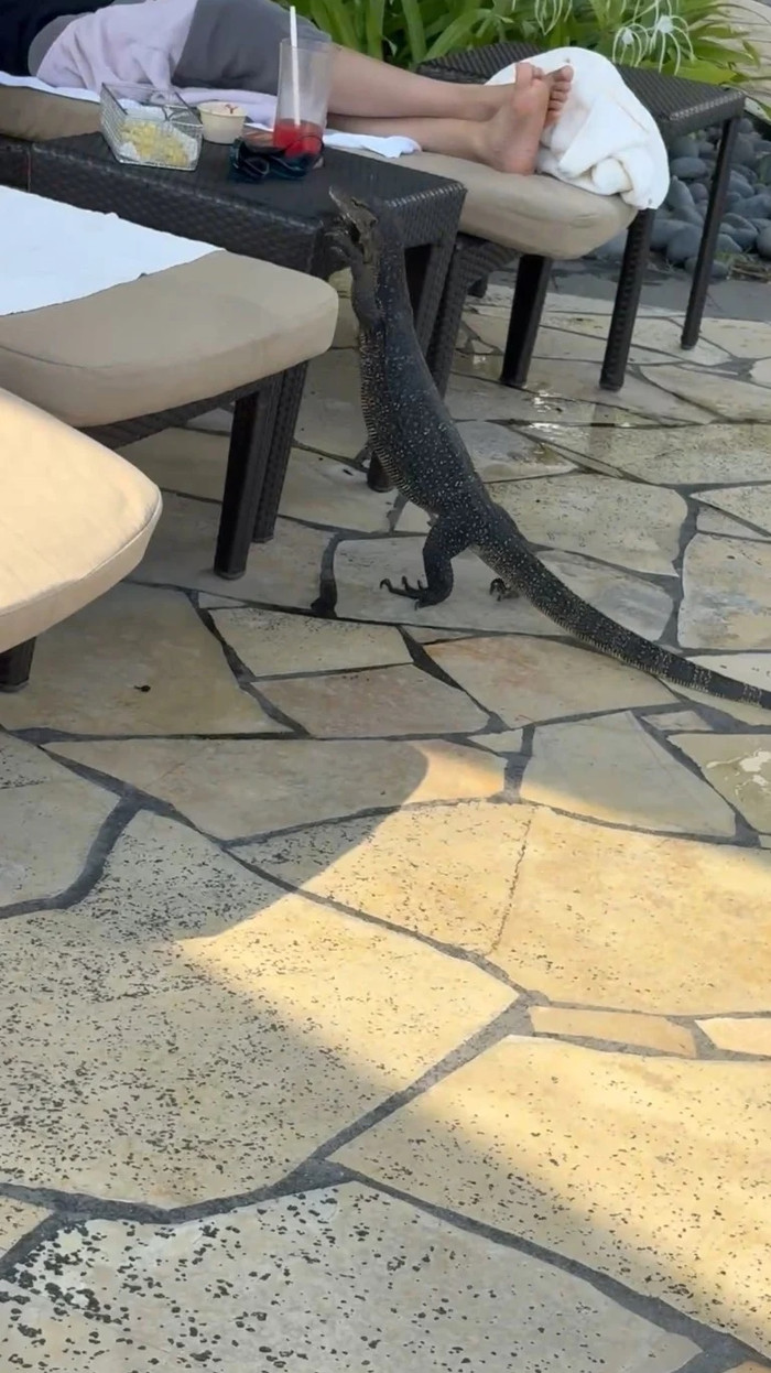 Khách đang nằm thư giãn tại hồ bơi, con vật gây xôn xao khi thản nhiên bò lên bàn... trộm thức ăn Ảnh 3