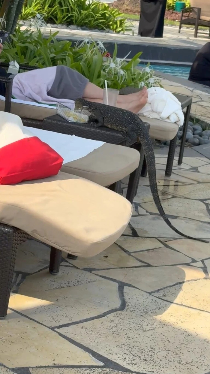 Khách đang nằm thư giãn tại hồ bơi, con vật gây xôn xao khi thản nhiên bò lên bàn... trộm thức ăn Ảnh 1