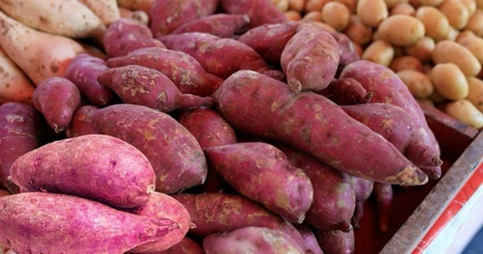 Khoai lang từ lâu được xếp vào nhóm thực phẩm có lợi cho tuổi thọ nhờ hàm lượng chất xơ cao và lượng beta-carotene dồi dào. (Ảnh minh họa từ Internet)