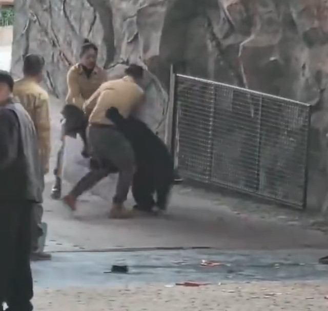 Con gấu đen vồ tới tấn công người huấn luyện, nhân viên có hành động gây phẫn nộ Ảnh 8