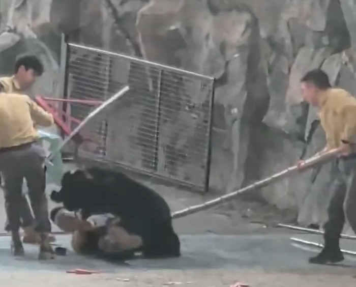 Con gấu đen vồ tới tấn công người huấn luyện, nhân viên có hành động gây phẫn nộ Ảnh 5