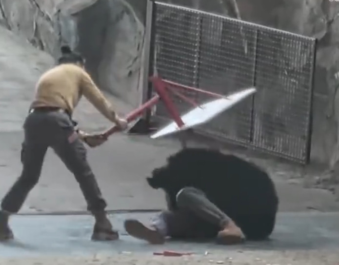 Con gấu đen vồ tới tấn công người huấn luyện, nhân viên có hành động gây phẫn nộ Ảnh 3