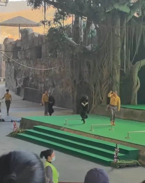 Con gấu đen vồ tới tấn công người huấn luyện, nhân viên có hành động gây phẫn nộ Ảnh 1