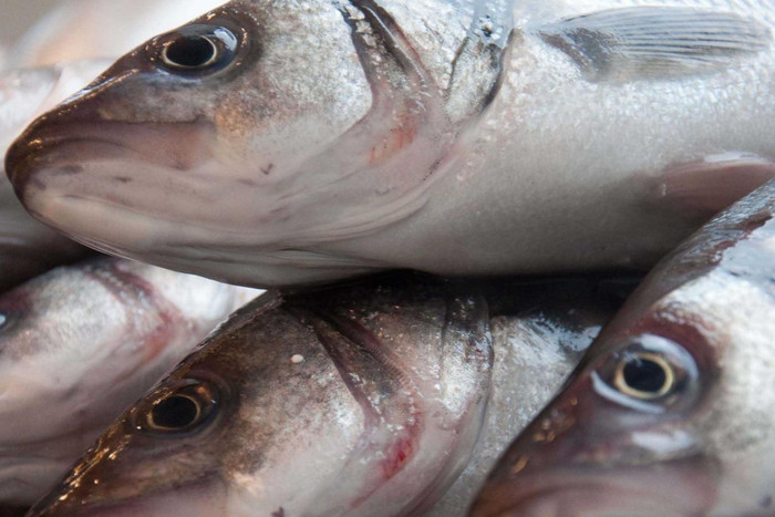 Một số loại cá lớn, sống ở biển sâu thường chứa hàm lượng lớn kim loại nặng. (Ảnh minh họa từ Internet)