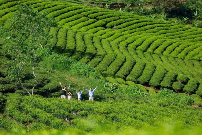 Cảnh đẹp nên thơ tại Đồi chè Cầu Đất