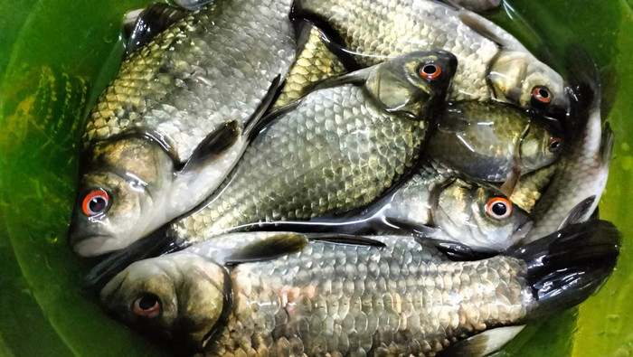 Cá diếc có giá thành rẻ, dễ tìm mua. (Ảnh minh họa từ Internet)