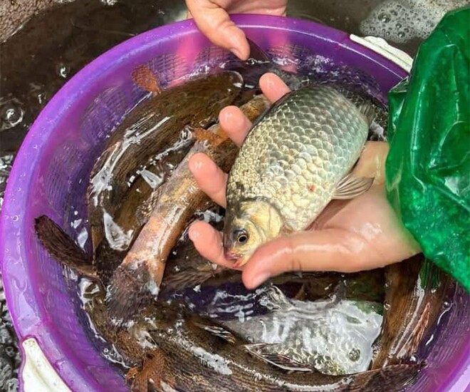 Cá diếc chứa nhiều dinh dưỡng nhưng lại bị nhiều người chê vì nhiều xương. (Ảnh minh họa từ Internet)