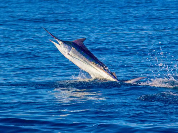 Ngư dân bắt được con 'thủy quái' khổng lồ, trọng lượng gây sốc Ảnh 2