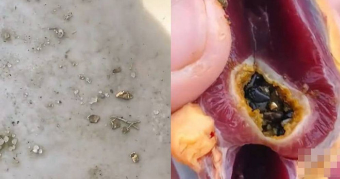 Mổ vịt ăn Tết, người đàn ông bàng hoàng phát hiện thứ nằm bên trong Ảnh 1