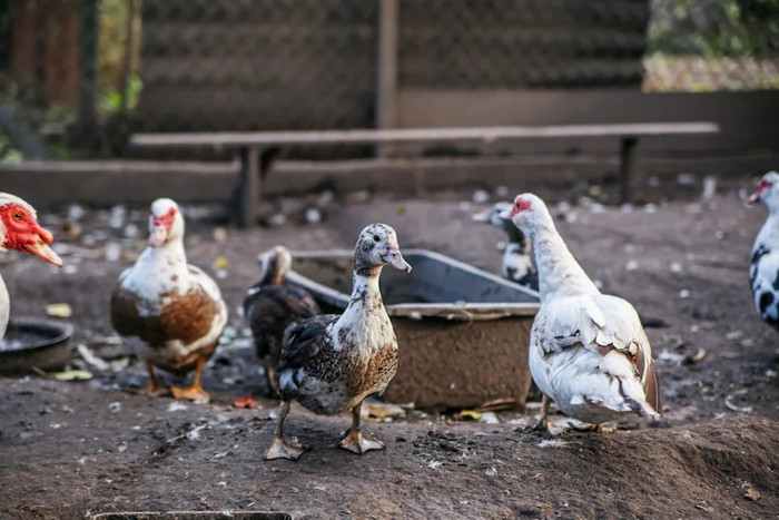 Tiêu hủy khẩn 5.200 con vịt tại một trang trại, nguyên nhân khiến nhiều người xôn xao Ảnh 2